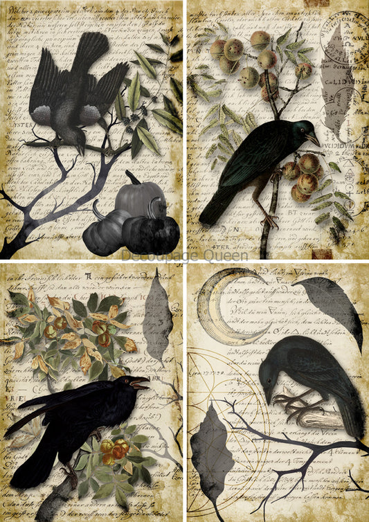 Decoupage Paper - DQ - DQRP0627 - Raven Grimoire 4 Pack - Rice Paper