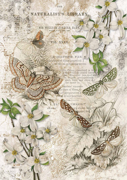 Decoupage Paper - DQ - DQRP0147 - Naturalist Library  - Rice Paper