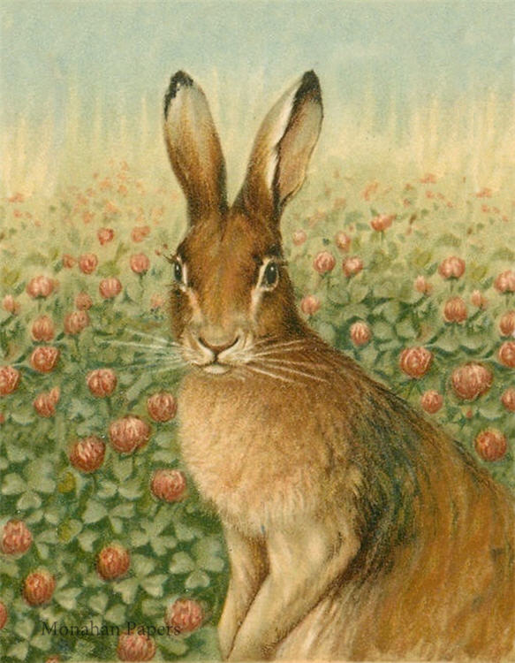 Decoupage Paper - Monahan Papers- E0078 - Rose Hare - 11X17