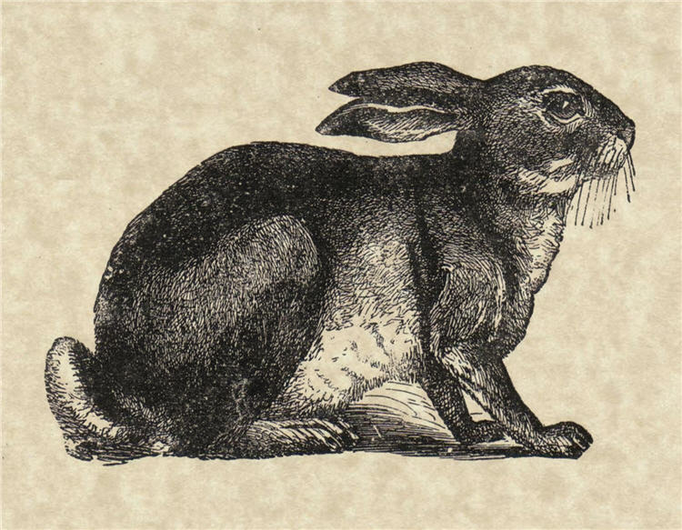 Decoupage Paper - Monahan Papers- SPS0441 Bunny - 11x17